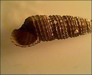 B. reticulatum o B. latreilli?